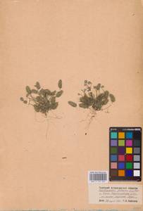 Ceratocephala falcata (L.) Cramer, Eastern Europe, Lower Volga region (E9) (Russia)