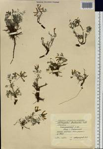 Astragalus syriacus L., Siberia, Yakutia (S5) (Russia)