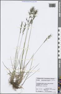 Poa lindebergii Tzvelev, Siberia, Central Siberia (S3) (Russia)