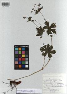 KUZ 000 286, Geranium albiflorum Ledeb., Siberia, Altai & Sayany Mountains (S2) (Russia)