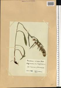 Omalotheca norvegica (Gunnerus) Sch. Bip. & F. W. Schultz, Eastern Europe, Northern region (E1) (Russia)