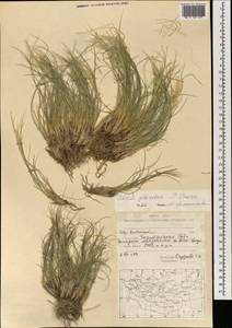 Stipa glareosa P.A.Smirn., Mongolia (MONG) (Mongolia)