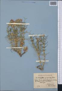 Acanthophyllum pungens (Bunge) Boiss., Middle Asia, Dzungarian Alatau & Tarbagatai (M5) (Kazakhstan)