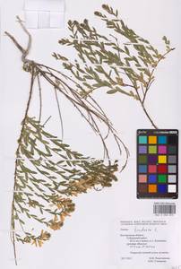 Genista tinctoria L., Eastern Europe, Central forest-and-steppe region (E6) (Russia)
