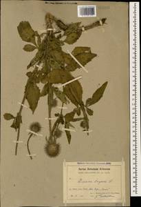 Dipsacus strigosus Willd., Caucasus, Armenia (K5) (Armenia)