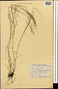 Poa nemoralis L., Caucasus, Stavropol Krai, Karachay-Cherkessia & Kabardino-Balkaria (K1b) (Russia)
