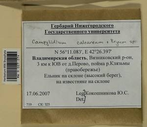 Campylophyllopsis calcarea (Crundw. & Nyholm) Ochyra, Bryophytes, Bryophytes - Middle Russia (B6) (Russia)