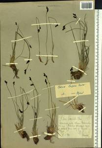 Carex bigelowii subsp. lugens (Holm) T.V.Egorova, Siberia, Chukotka & Kamchatka (S7) (Russia)