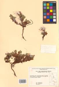 Salix tschuktschorum A. K. Skvortsov, Siberia, Chukotka & Kamchatka (S7) (Russia)