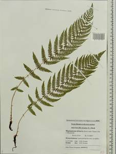 Athyrium filix-femina, Eastern Europe, Northern region (E1) (Russia)