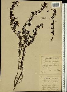 Pedicularis palustris L., Eastern Europe, Central forest-and-steppe region (E6) (Russia)