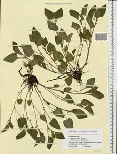 Viola ×braunii Borbás, Eastern Europe, Central region (E4) (Russia)