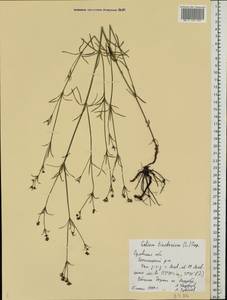 Cynanchica tinctoria (L.) Fourr., Eastern Europe, Central forest-and-steppe region (E6) (Russia)