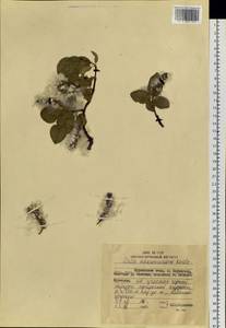 Salix nakamurana Koidz., Siberia, Russian Far East (S6) (Russia)