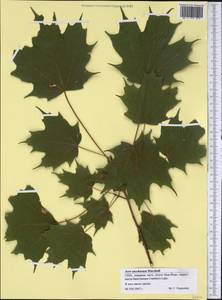 Acer saccharum, America (AMER) (United States)