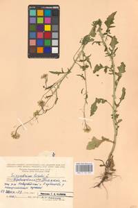 Sisymbrium loeselii L., Eastern Europe, Middle Volga region (E8) (Russia)