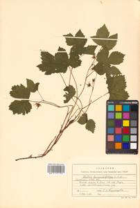 Rubus humulifolius C. A. Mey., Siberia, Russian Far East (S6) (Russia)