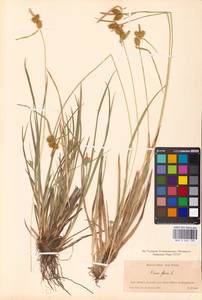 Carex flava L., Eastern Europe, Belarus (E3a) (Belarus)