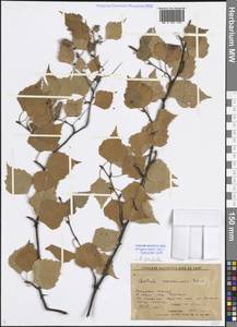 Betula pendula Roth, Siberia, Baikal & Transbaikal region (S4) (Russia)