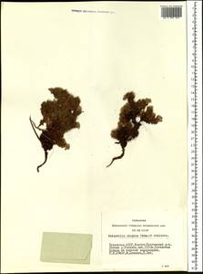 Potentilla elegans Cham. & Schltdl., Siberia, Altai & Sayany Mountains (S2) (Russia)