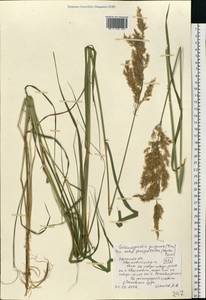 Calamagrostis purpurea (Trin.) Trin., Eastern Europe, Central region (E4) (Russia)