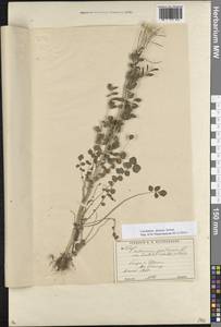 Cardamine pratensis subsp. dentata (Schult.) Čelak., Eastern Europe, Moscow region (E4a) (Russia)