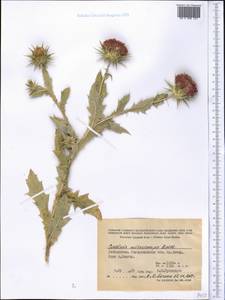 Cousinia microcarpa Boiss., Middle Asia, Pamir & Pamiro-Alai (M2) (Uzbekistan)