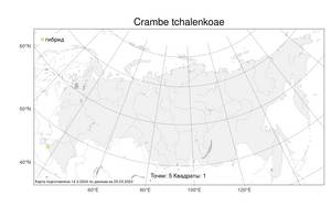 Crambe × tchalenkoae Popovich & Zernov, Atlas of the Russian Flora (FLORUS) (Russia)