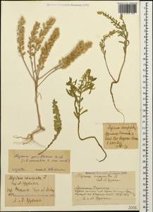 Alyssum simplex Rudolphi, Caucasus, Armenia (K5) (Armenia)