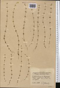 Galium verticillatum Danthoine ex Lam., Middle Asia, Western Tian Shan & Karatau (M3) (Uzbekistan)
