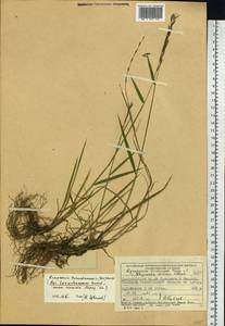 Elymus macrourus (Turcz.) Tzvelev, Siberia, Central Siberia (S3) (Russia)