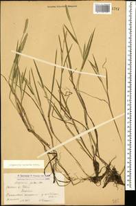 Alopecurus aequalis Sobol., Caucasus, Armenia (K5) (Armenia)