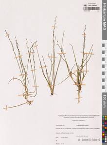 Triglochin palustris L., Siberia, Chukotka & Kamchatka (S7) (Russia)