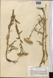 Achillea millefolium L., Middle Asia, Syr-Darian deserts & Kyzylkum (M7) (Uzbekistan)