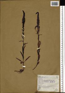Veronica spicata L., Siberia, Altai & Sayany Mountains (S2) (Russia)