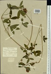 Trifolium medium L., Siberia, Western Siberia (S1) (Russia)
