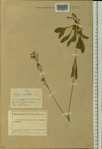 Silene nutans L., Siberia, Altai & Sayany Mountains (S2) (Russia)