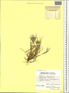Hordeum murinum subsp. leporinum (Link) Arcang., Caucasus, Stavropol Krai, Karachay-Cherkessia & Kabardino-Balkaria (K1b) (Russia)