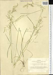 Deschampsia cespitosa (L.) P.Beauv., Siberia, Altai & Sayany Mountains (S2) (Russia)