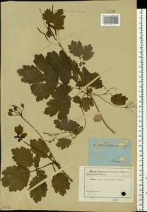 Chelidonium majus L., Eastern Europe, Central forest region (E5) (Russia)