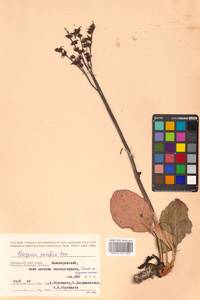 Bergenia crassifolia (L.) Fritsch, Siberia, Russian Far East (S6) (Russia)