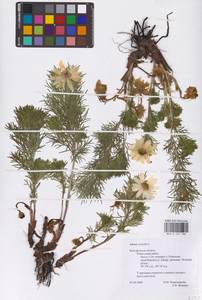 Adonis vernalis L., Eastern Europe, Central forest-and-steppe region (E6) (Russia)