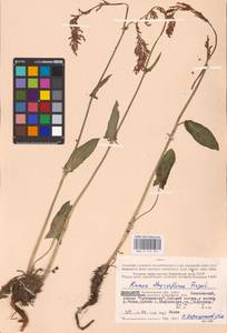 Rumex thyrsiflorus Fingerh., Eastern Europe, Northern region (E1) (Russia)