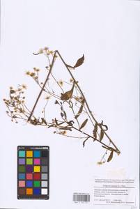 Erigeron annuus (L.) Pers., Eastern Europe, North-Western region (E2) (Russia)