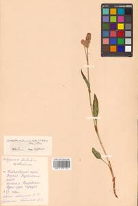 Bistorta officinalis subsp. officinalis, Siberia, Russian Far East (S6) (Russia)