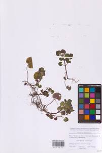 Glechoma hederacea L., Eastern Europe, Moscow region (E4a) (Russia)