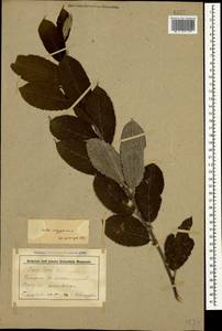 Salix aegyptiaca L., Caucasus, Stavropol Krai, Karachay-Cherkessia & Kabardino-Balkaria (K1b) (Russia)