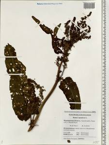 Rumex aquaticus L., Eastern Europe, Northern region (E1) (Russia)