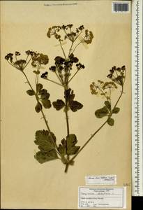 Smyrnium olusatrum L., South Asia, South Asia (Asia outside ex-Soviet states and Mongolia) (ASIA) (Syria)