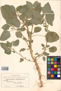 Amaranthus retroflexus L., Eastern Europe, Moscow region (E4a) (Russia)